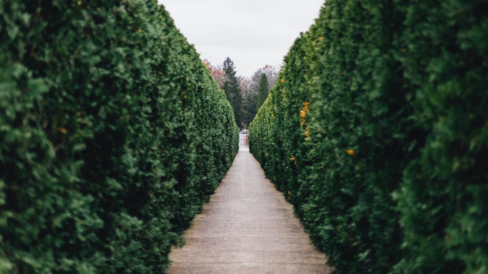 grass maze pathway photo